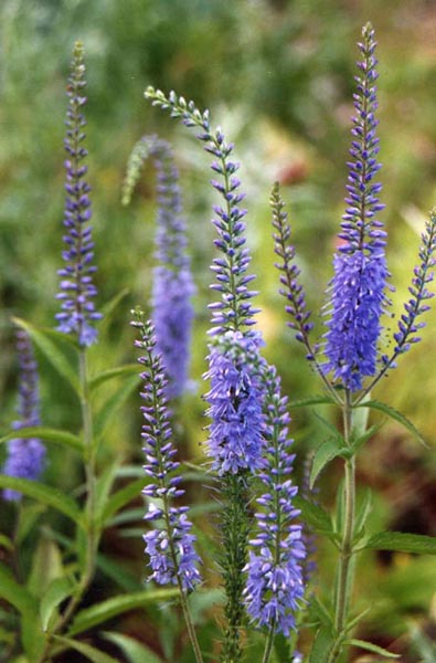 Pseudolysimachion longifolium photo